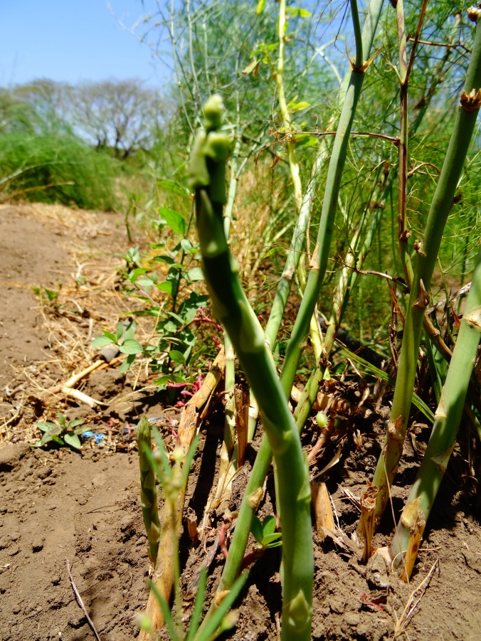 Asparagus Research Project in Nicaragua